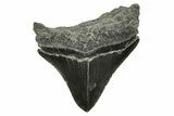 Posterior Juvenile Megalodon Tooth - South Carolina #375954-1